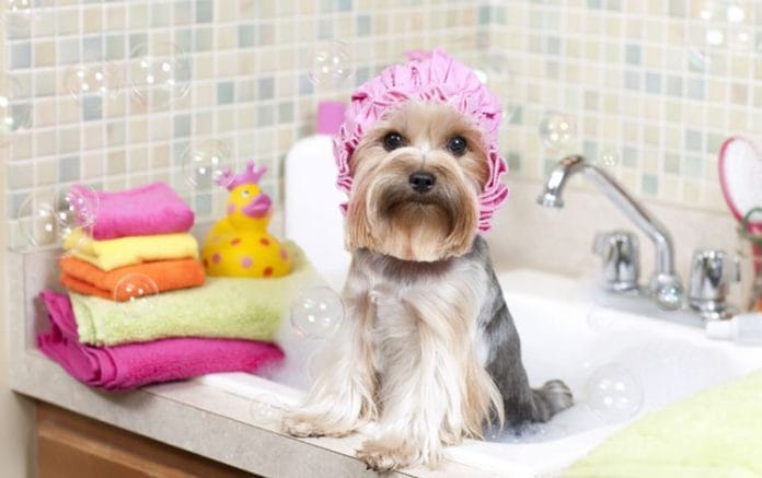 spa-para-mascotas